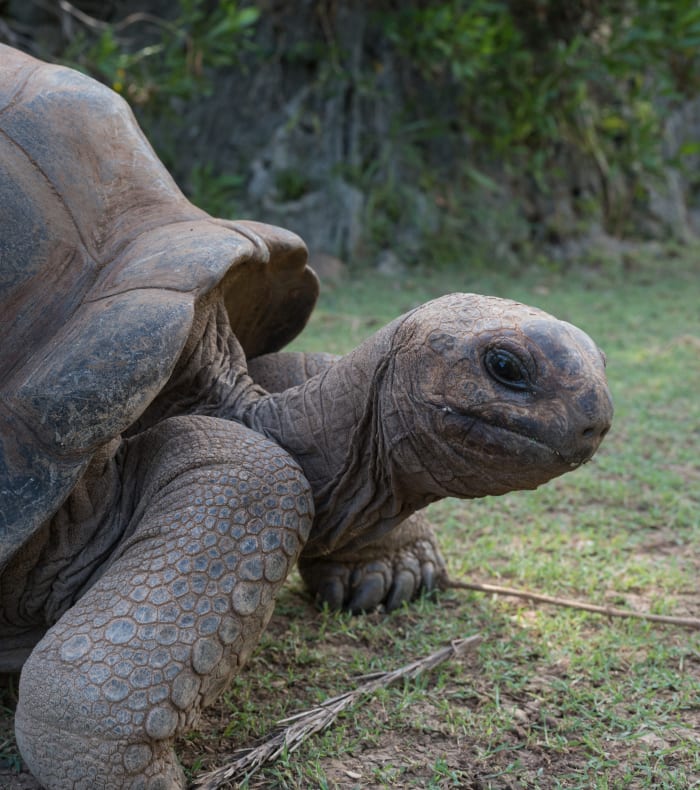 Île Rodrigues, perle de l'océan