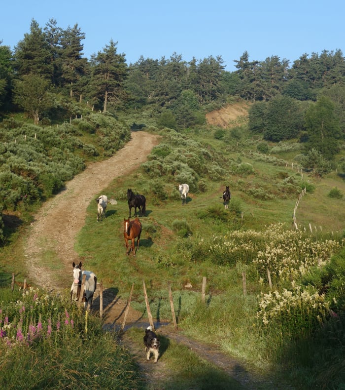  Voyage à cheval en Lozère