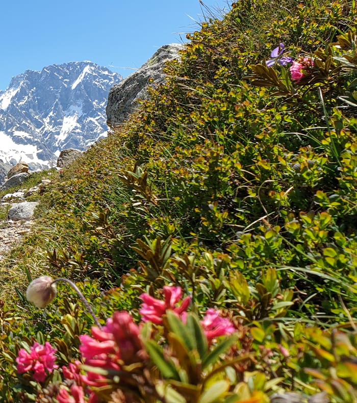 Alpinisme rocher Haute Montagne Expert