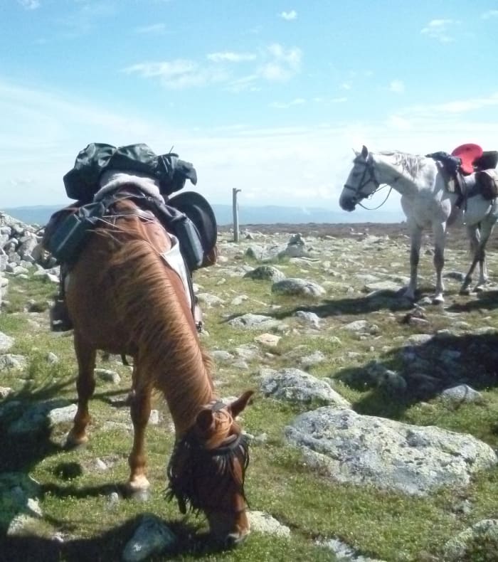 Aventure équestre sur le Mont Lozère 