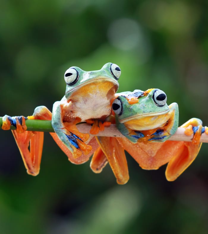 Aventure tropicale 14 jours