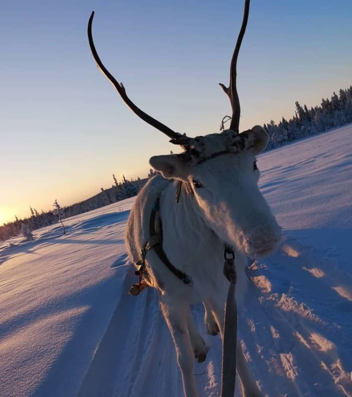 Aventures et aurores boréales en Laponie