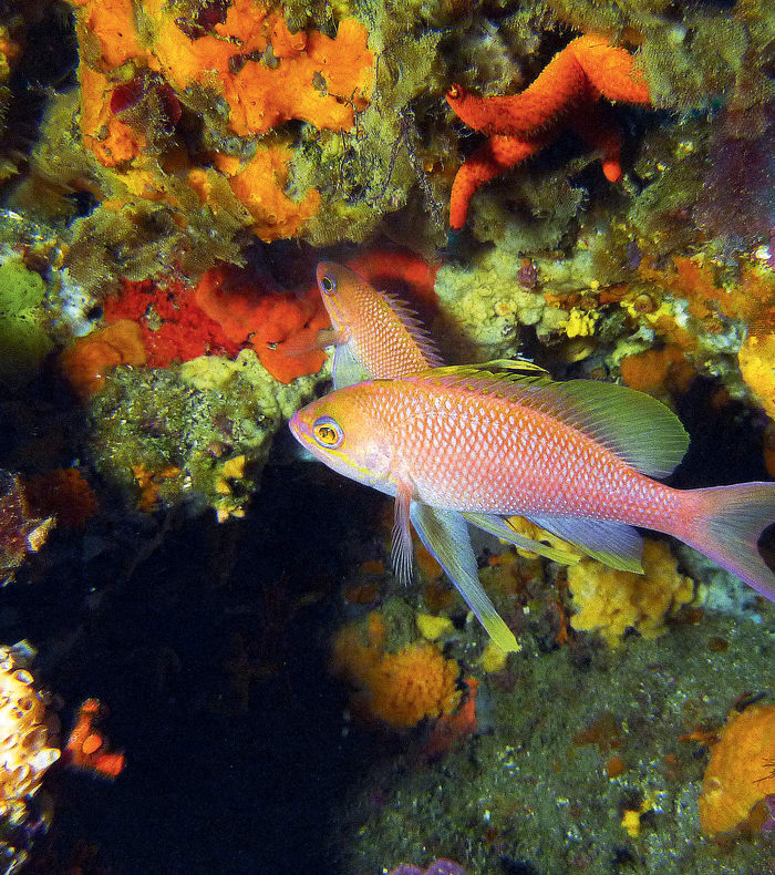 Break 3 jours - Plongée exploration Côte bleue