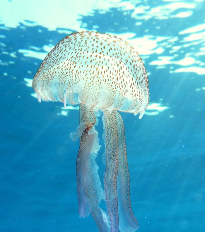 Break 4 jours 4 nuits Exploration profonde Parc de Port Cros