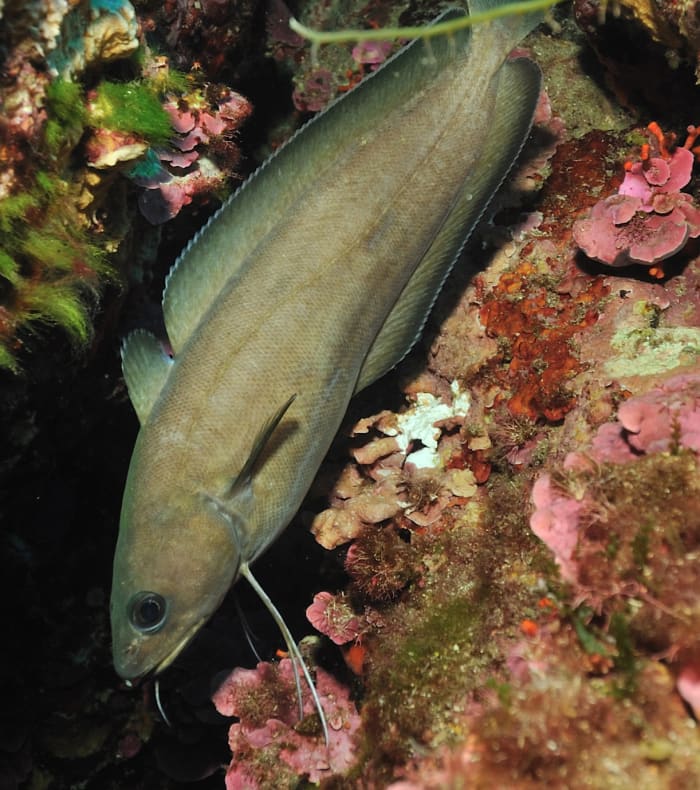 Break 4 jours 4 nuits Exploration profonde Parc de Port Cros