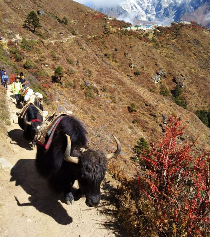 Camp de base de l'Everest - Hiver 26