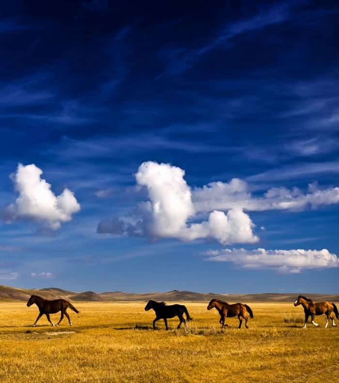 Mongolsk rideeventyr