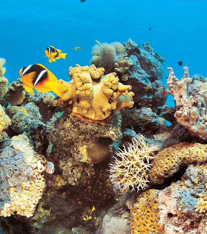 Croisière plongée Mer Rouge BDE  (Brothers - Deadalus - Elphinstone)