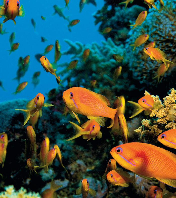 Croisière plongée Mer Rouge BDE  (Brothers - Deadalus - Elphinstone)