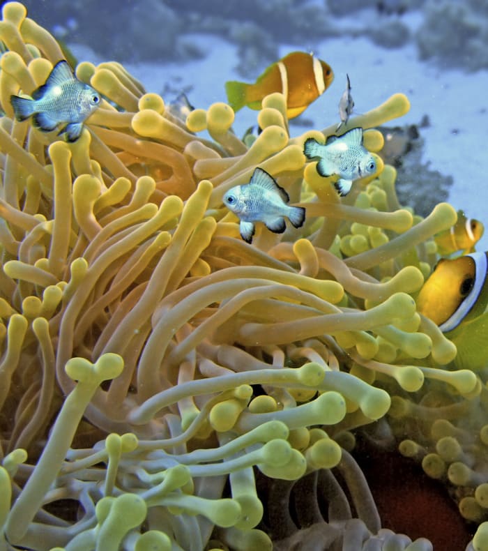 Croisière plongée Mer Rouge Nord & Epaves