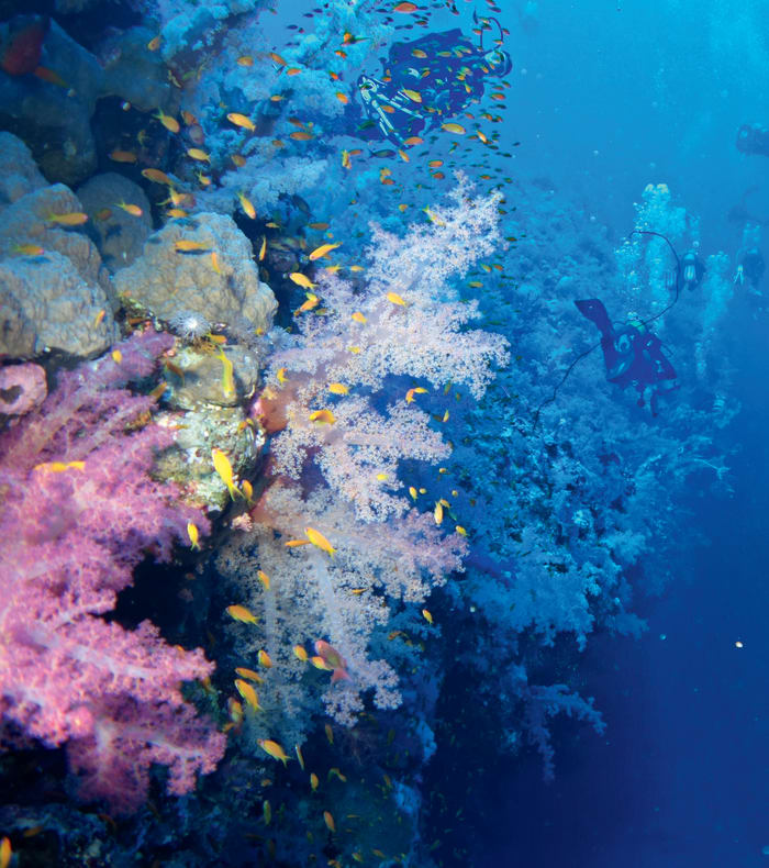 Dykkerkrydstogt Nordlige Rødehav & Vrag