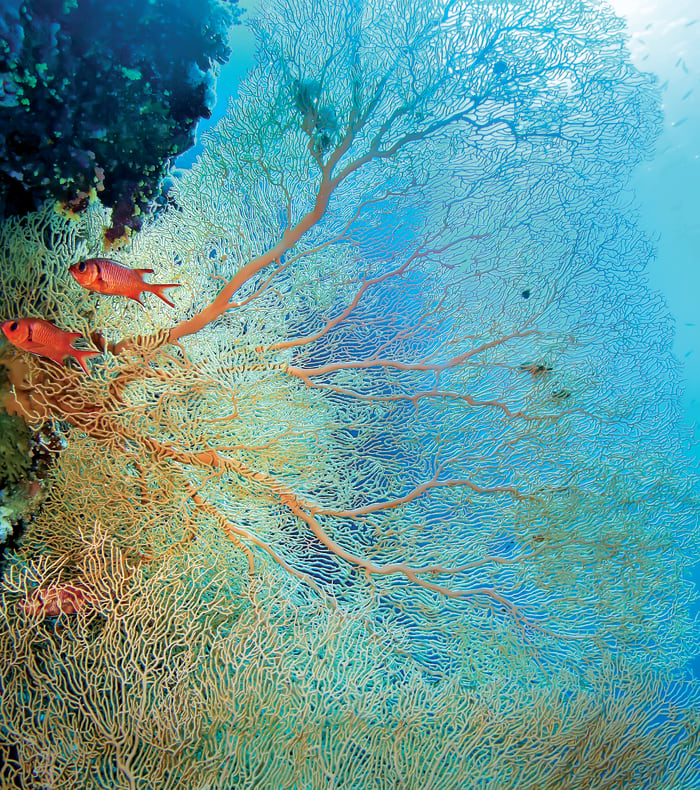 Croisière plongée Mer Rouge Sud