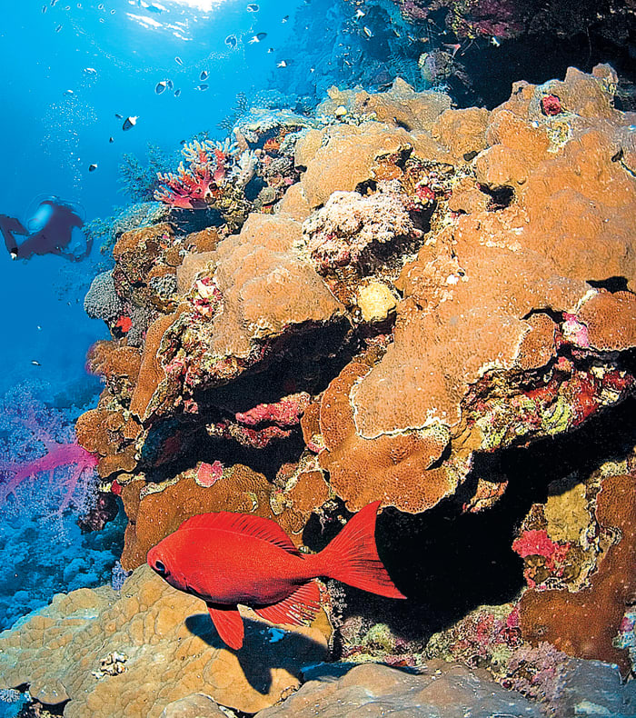 Croisière plongée Mer Rouge Sud
