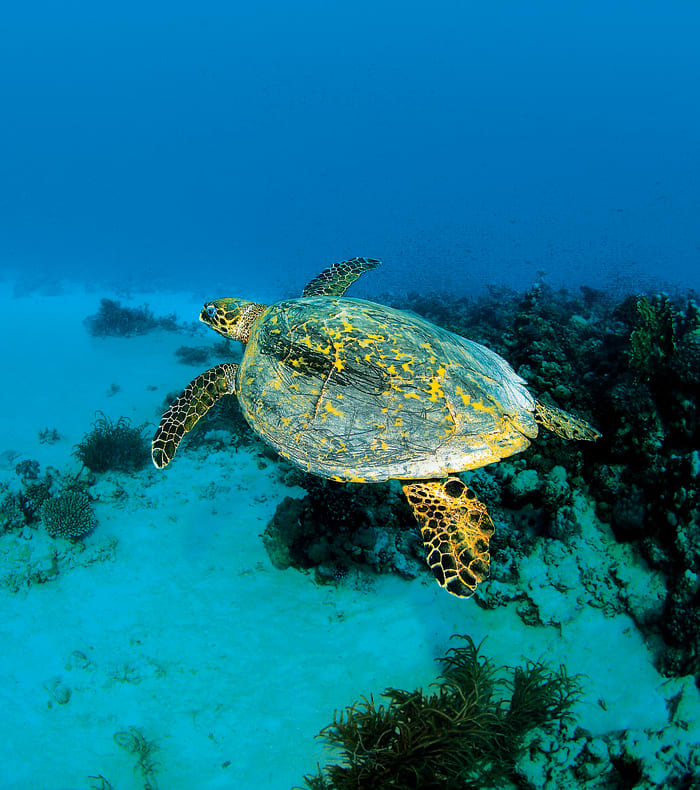 Dykkerkrydstogt Det Røde Hav Syd
