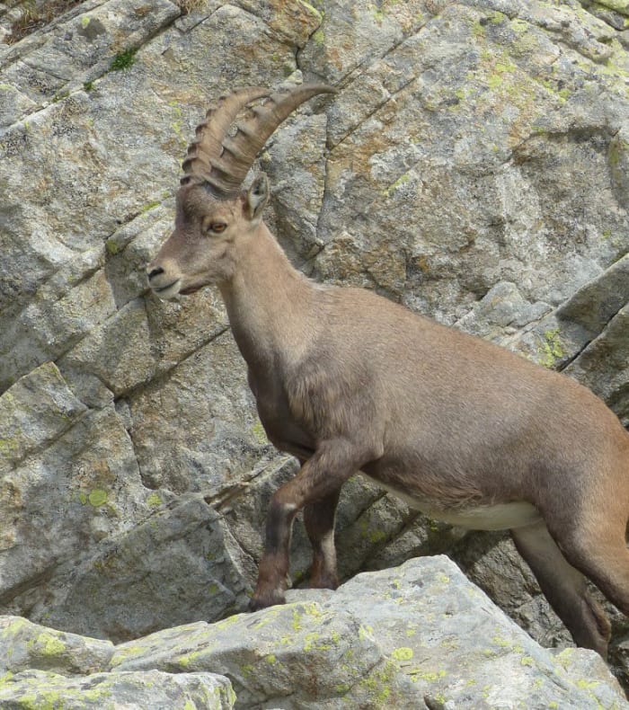 De la Vallée des Merveilles à la Mer Méditéranée