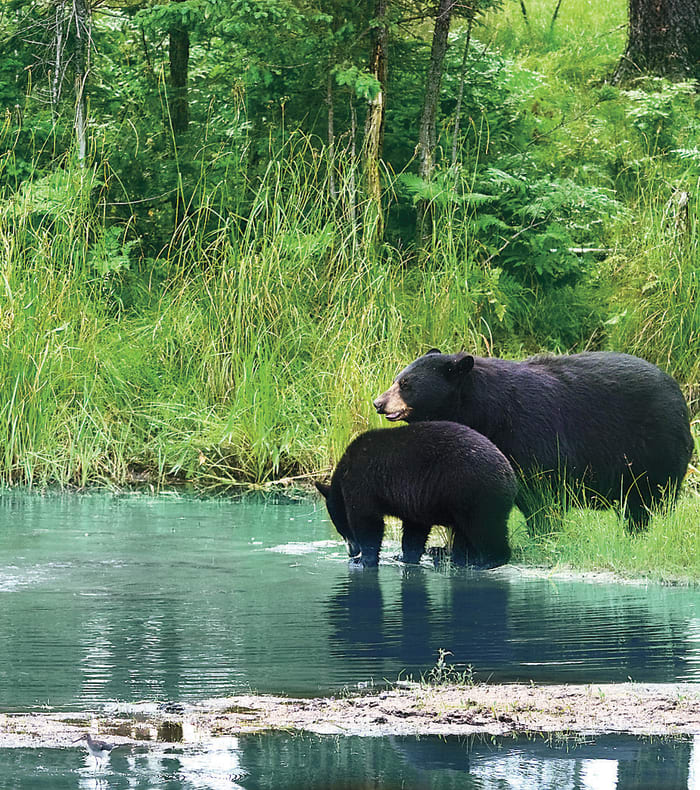 Des Rocheuses au Pacifique