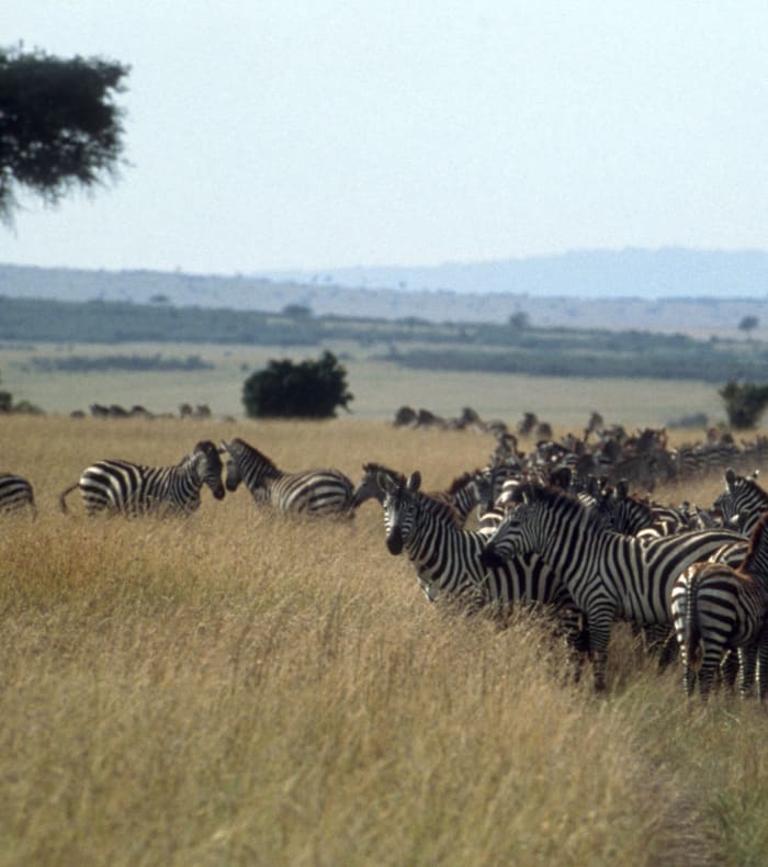 Du parc Kruger au littoral de l'océan indien