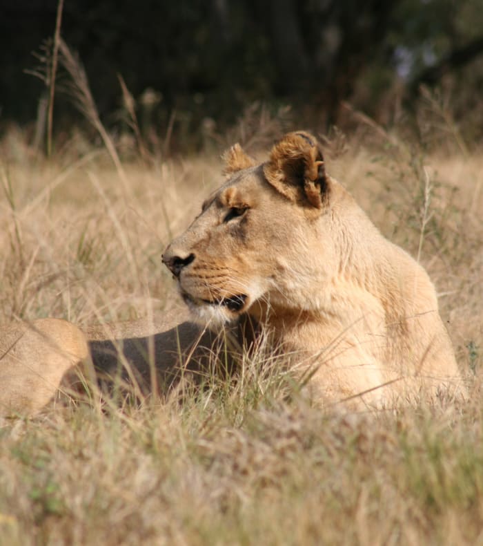 Du parc Kruger au littoral de l'océan indien