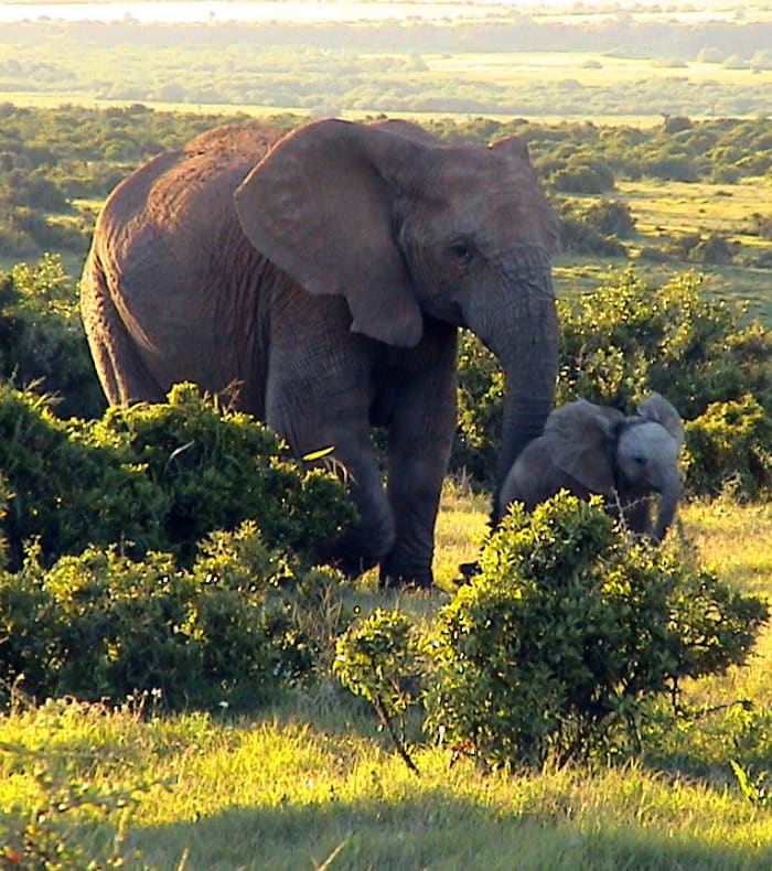 Du parc Kruger au littoral de l'océan indien