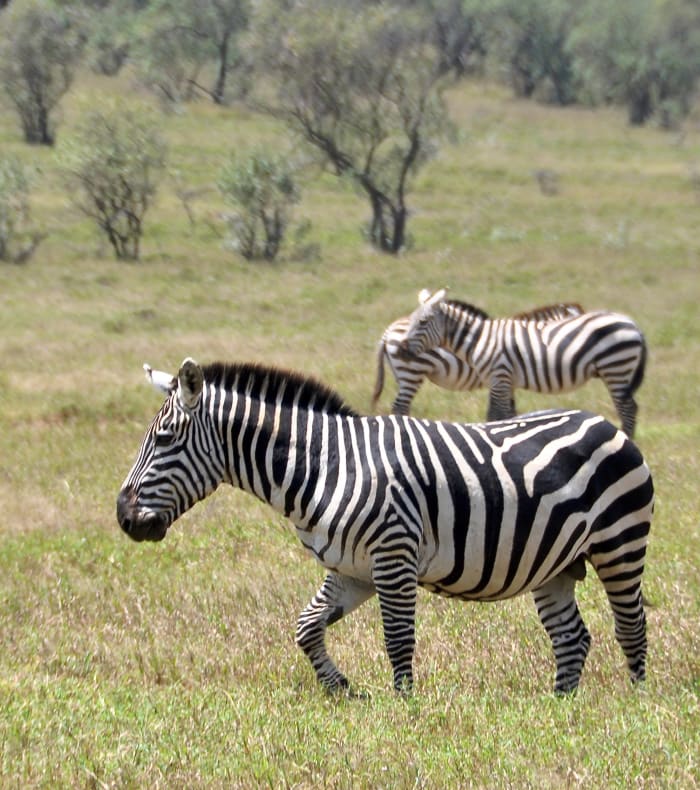 Du parc Nyerere à l'île de Zanzibar
