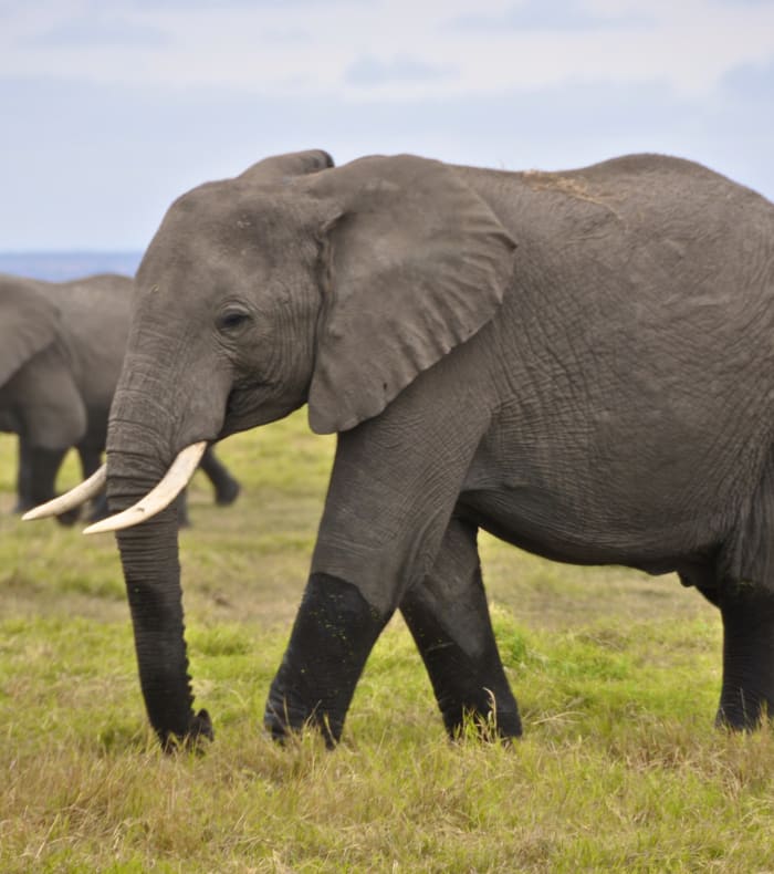 Du parc Nyerere à l'île de Zanzibar