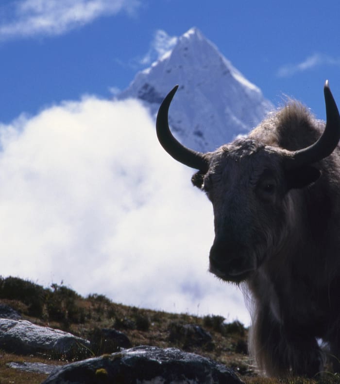 Grand tour du Manaslu - Hiver 26