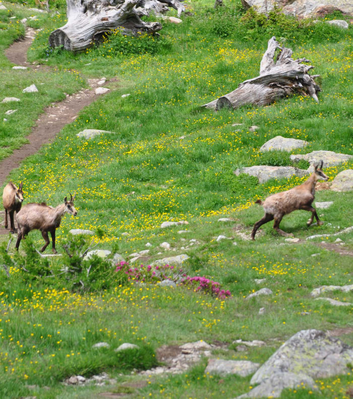 GTM Grande traversée du Mercantour - Partie Sud