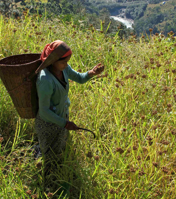 Jungle et Himalaya - Hiver 26