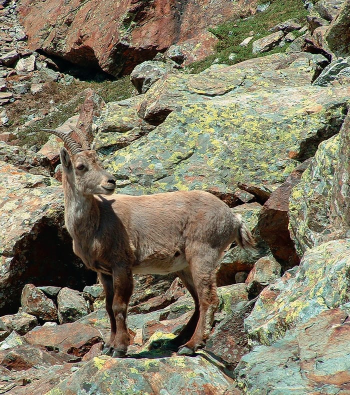Les plus beaux sentiers du Mercantour
