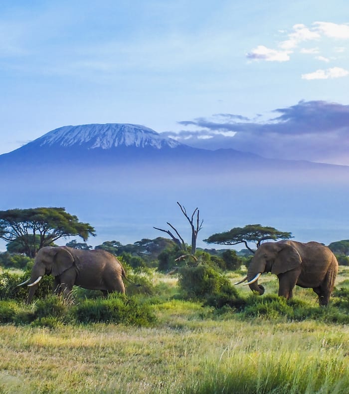 Kilimanjaro-reservaterne