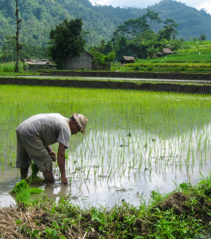 Les rizières de Bali - Vol retour de jour