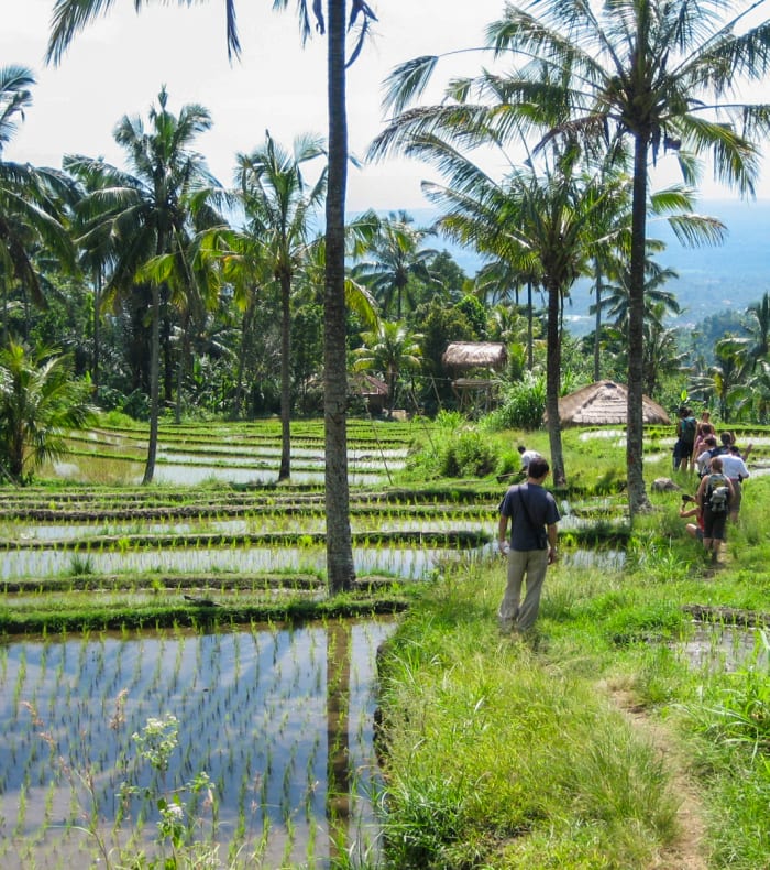 Les rizières de Bali - Vol retour de jour