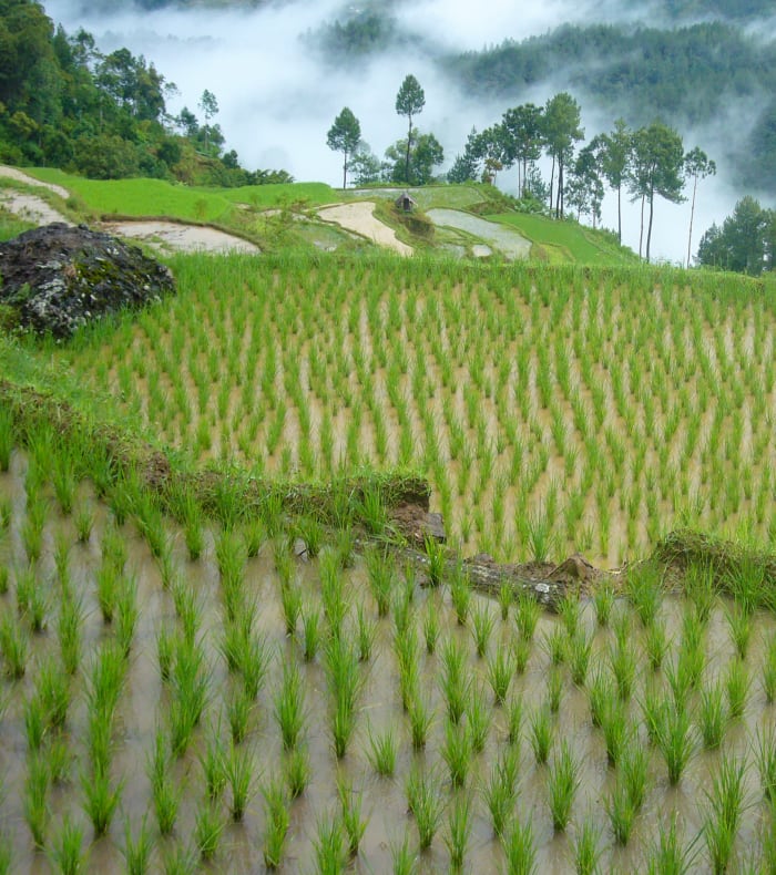 Les rizières de Bali - Vol retour de jour
