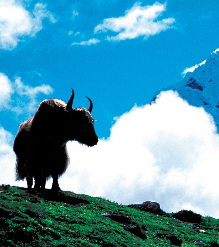 Namaste Népal - Hiver 26