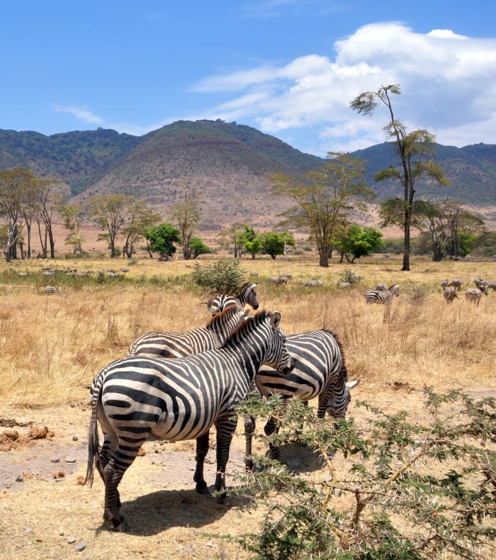Pays Masaï et faune d'Afrique