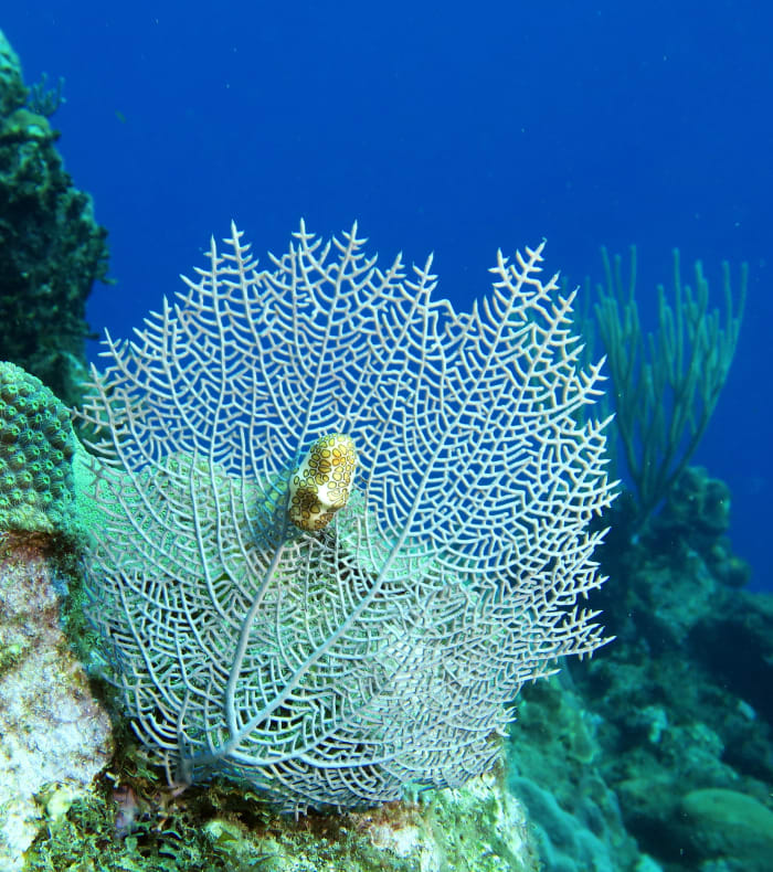 Plongée & Découverte