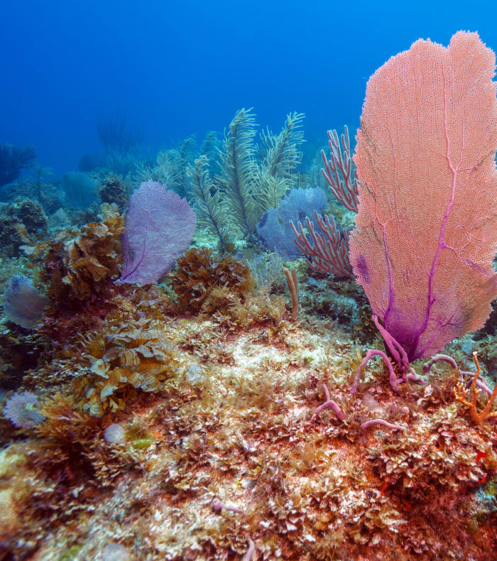 Plongée & Découverte