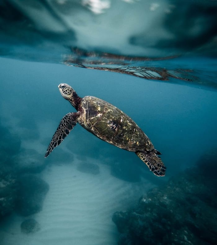 Plongée & Découverte