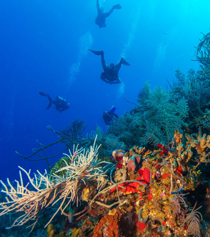 Dykning & Oplevelser