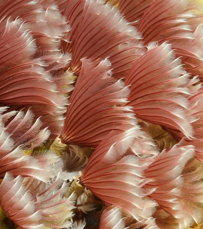 Plongée Autonome & Randonnée Caraïbes 15 jours