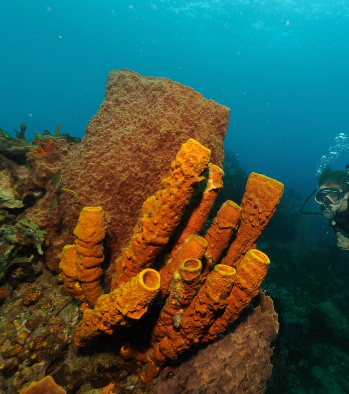 Selvstændig Dykning 15 dage