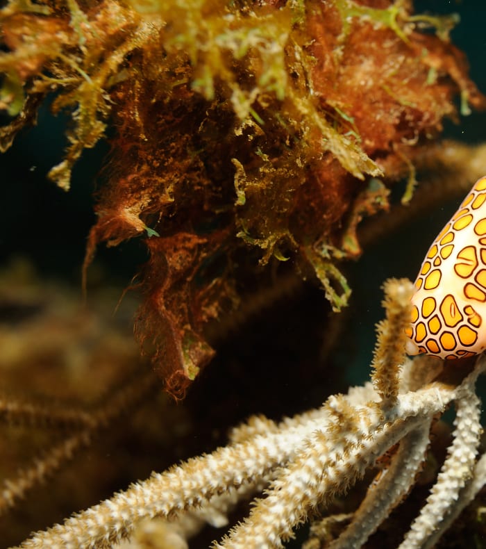 Plongée autonome 8 jours