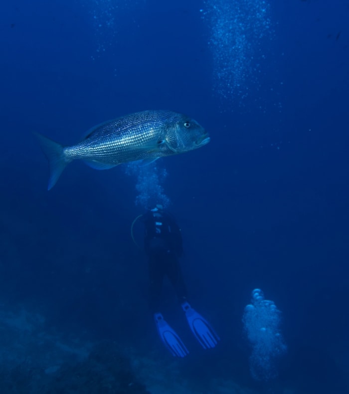 Plongée autonome Parc de Port Cros 6 jours