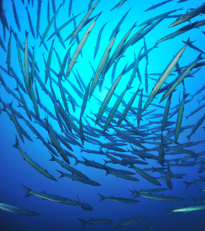 Plongée autonome Parc de Port Cros