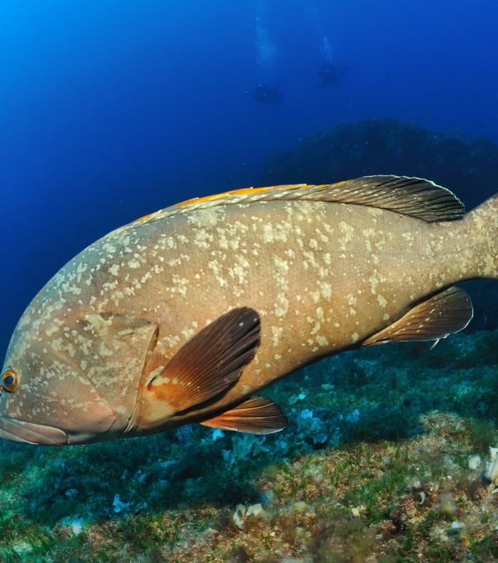 Plongée autonome Parc de Port Cros