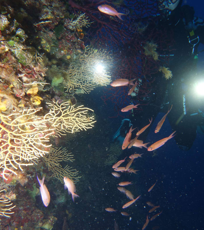 Plongée autonome Parc de Port Cros