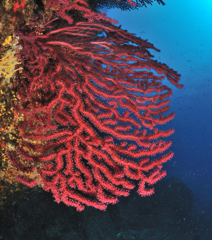 Plongée autonome Parc des Calanques - Sans hébergement