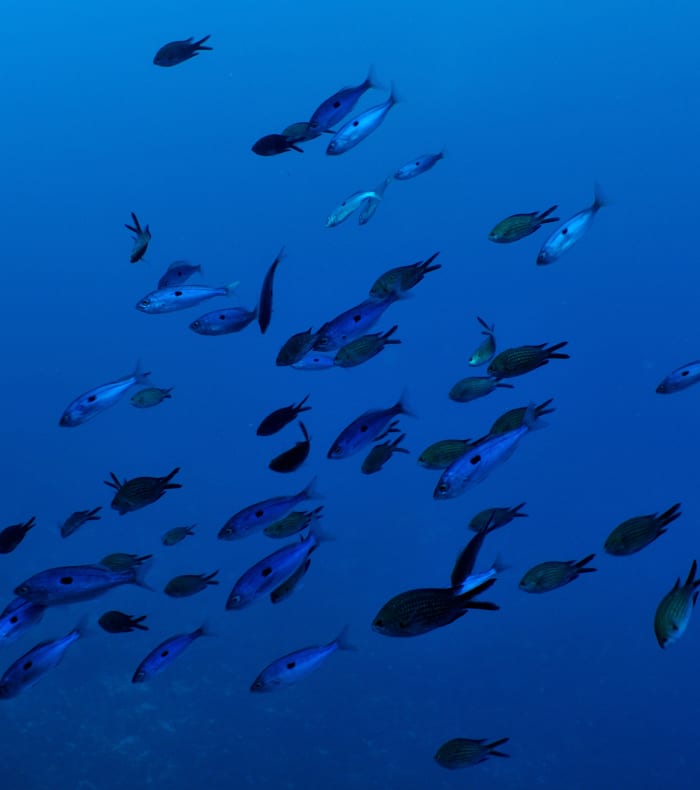 Plongée autonome Parc des Calanques - Sans hébergement