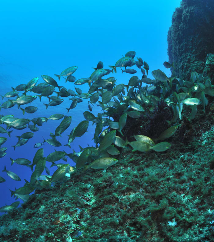 Selvstændig dykning Parc des Calanques - Uden overnatning