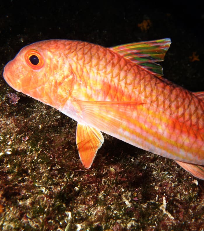 Plongée autonome Parc des Calanques 5 jours